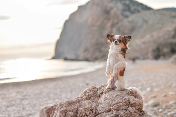 chihuahua on the beach