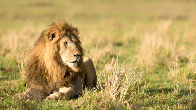 Male lion (Panthera leo), Masai Mara, Kenya