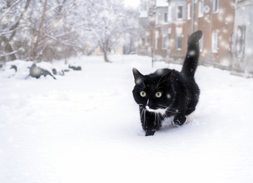 Black and white cat sneaking in deep snowdrift.