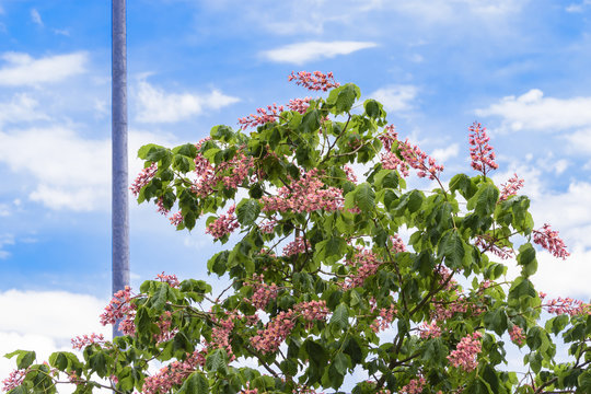 Kastanienbaum mit pinken Blüten