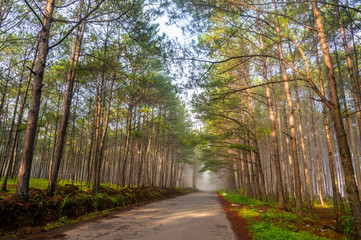 The road in pine forest  at Don Duong - Lamdong- Vietnam, in the fog and rays