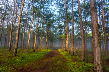 The road in pine forest  at Don Duong - Lamdong- Vietnam, in the fog and rays