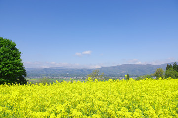 菜の花公園