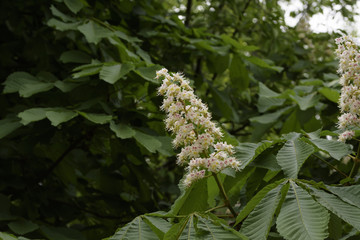 weiße Kastanienblüte