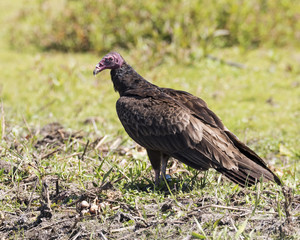 Turkey Vulture