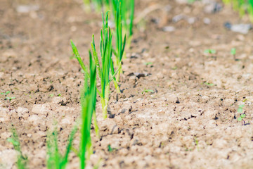 sprouts of young garlic on the ground, vegetable garden, selective focus