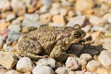 big green frog or anuran sitting on stones, animals wildlife
