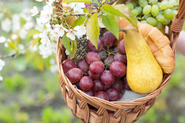 picnic, treatment, outgrowth concept. among branches of blooming apple tree there is a wicker basket full of fresh and yummy fruits like pears and grapes, among them there are some croissants
