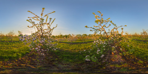 sunset in apple garden spherical panorama