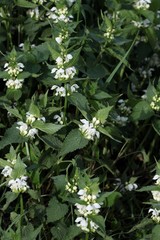 dead nettle herb with white flowers