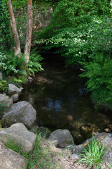 Naklejka na ściany i meble shallow stream in the forest