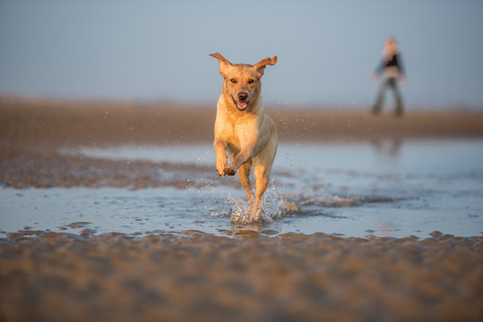Dog and owner on Camber Sands, Rye, East Sussex