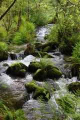 shallow stream in the forest