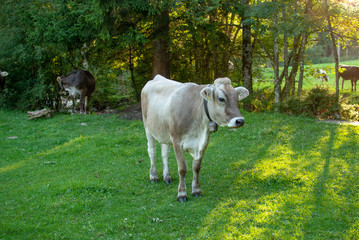 Vache