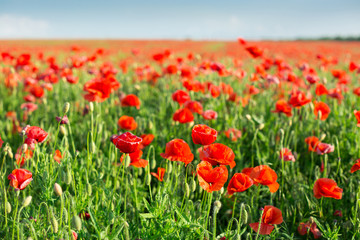 Poppy farming, nature, agriculture, Nature, spring, blooming flowers concept - industrial farming of poppy flowers - a sunny spring day with blue sky background.