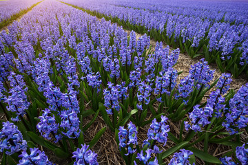 Fototapeta na wymiar Dutch flower fields