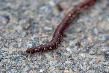 Macro shot of earthworm on asphalt from earthworm farm with copy space. The light make the rainworm skin Shine bright which make them look gorgeous, valuable, beautiful and so cute.