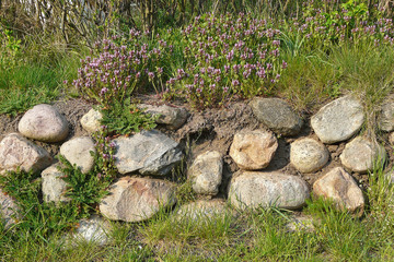 Old Frisian stone wall with deadnettle