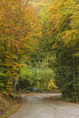 Carretera a través de un bosque en otoño