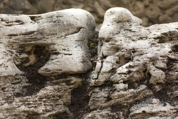 Old textured grey stone.Closeup fragment