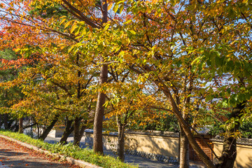 Naklejka premium 秋の高台寺公園