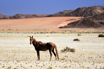 wilde Pferde von Garub