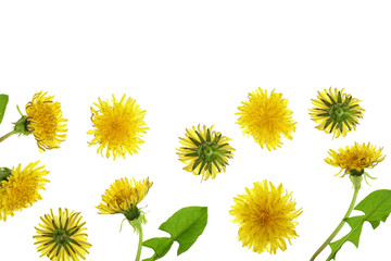 Dandelion flower or Taraxacum Officinale isolated on white background with copy space for your text. Top view. Flat lay