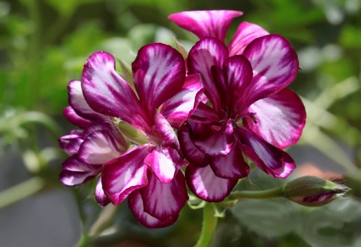 pretty flower of geranium potted plant