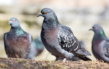 dark grey standing pigeons group