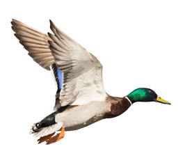 mallard duck drake isolated on white in flight © Alexander Potapov