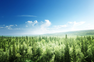 Fototapeta premium las w słoneczny dzień