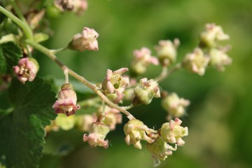 clusters of pink flowers on currant bush