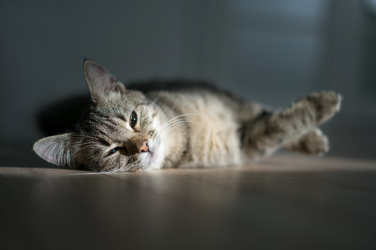 kitten rest in sunny room