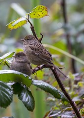 Yellow-rumped Warbler (Setophaga coronata)