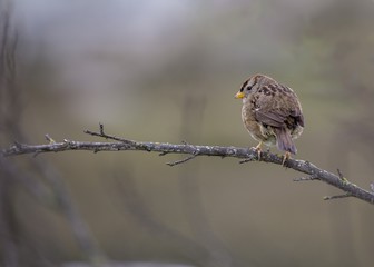 White-Crowned Sparrow (Zonotrichia leucophrys)
