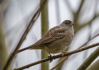White-Crowned Sparrow (Zonotrichia leucophrys)