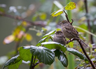 Yellow-rumped Warbler (Setophaga coronata)