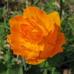 Fototapeta premium beautiful forest flowers