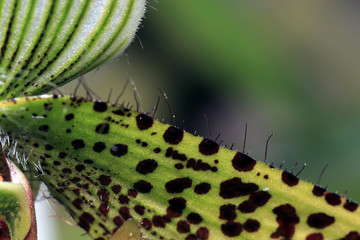 The orchids or Orchidaceae (Orchidaceae) are a worldwide plant family. 
