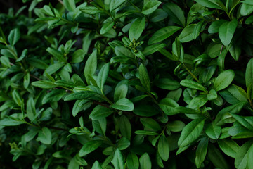 Background 0f the bush with fresh green leaves