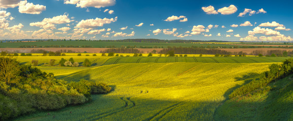 panorama of spring rural landscape. Green fields of young grain and green trees in the field