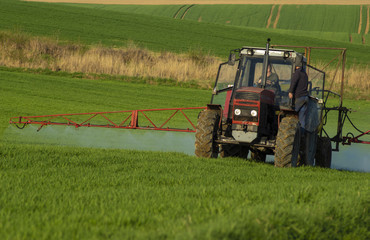 Farmer on tractor spraying green wheat field