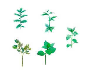 sprigs of the plant isolated on white background. flower elements. for decoration of fabric and postcards.