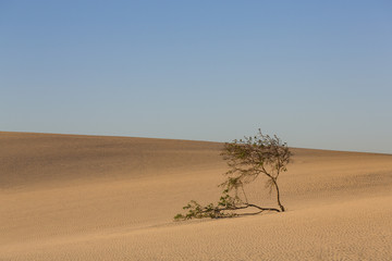 The dramatic Dunas de Corralejo in evening light on the volcanic island of Fuerteventura, Canary Islands, Spain
