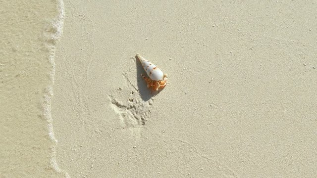 Crab moving avay from sea, beach, sand, tropics, UHD.