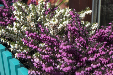 the White and lilac heather in a flower pot near the entrance to the store as an ornament.