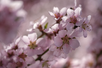 Apricot Blossom in Wachau in Lower Austria 