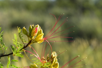 Wild flower in Patagonia, Argentina