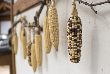 hanging dried corns