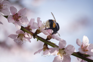 Apricot Blossom in Wachau in Lower Austria 